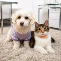 Perro blanco con ropa lila y gato tricolor descansando juntos sobre una alfombra