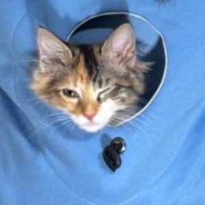 Polerón para llevar a tu Mishi o Perrhijo