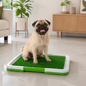 Perro Pug utilizando un baño para perros PetHeart con césped sintético en el interior del hogar.