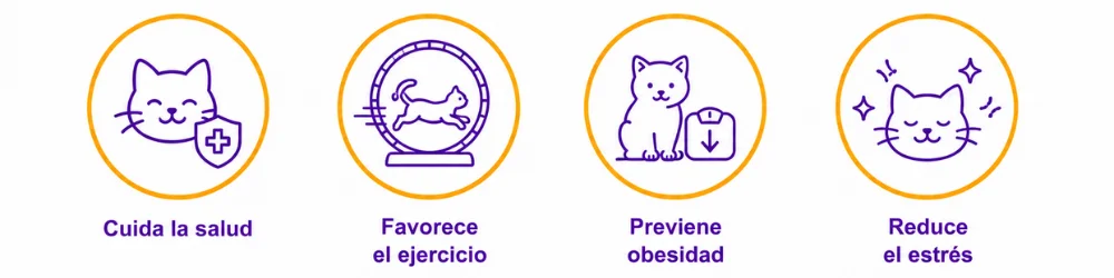 Beneficios de la rueda de ejercicio para gatos PetHeart