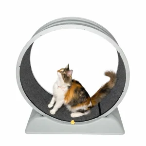 Rueda de ejercicio para gatos de 80 cm de diámetro sobre fondo blanco.